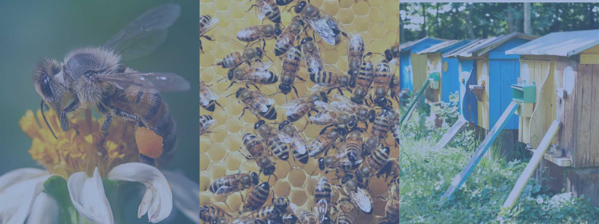 Очистка в пчеловодных хозяйствах